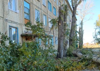 Кронирование: баланс между экологией  и безопасностью в Жезкенте