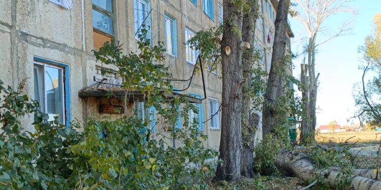 Кронирование: баланс между экологией и безопасностью в Жезкенте