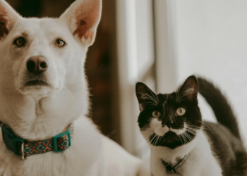 Отлов и стерилизация: какую работу проводят с бродячими животными в области Абай