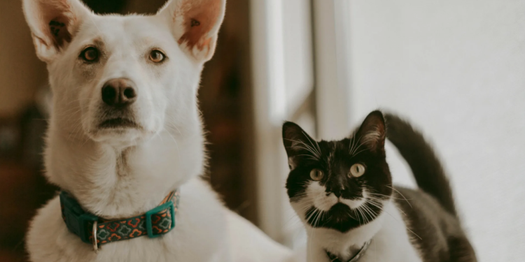 Отлов и стерилизация: какую работу проводят с бродячими животными в области Абай