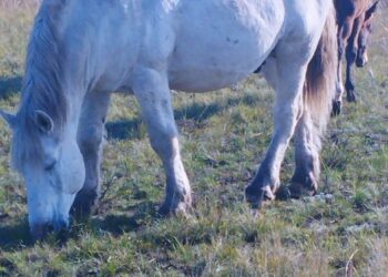 Мал баққанға бітеді