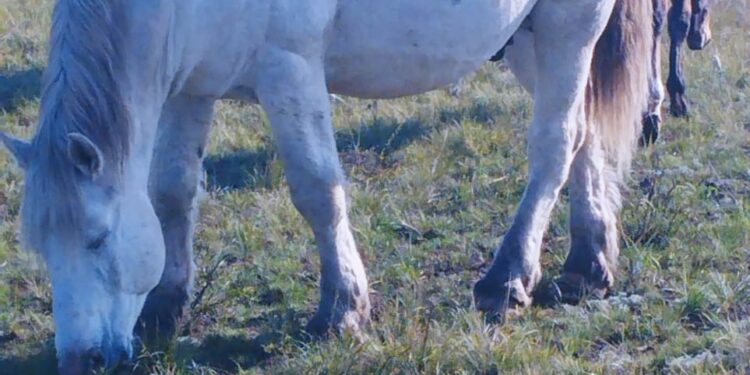 Мал баққанға бітеді