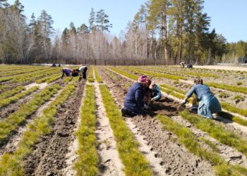 Лесовосстановление в действии