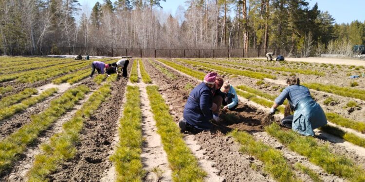 Лесовосстановление в действии