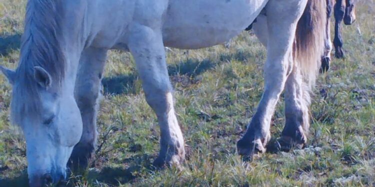 Фермер с нуля: коневодство  в фокусе