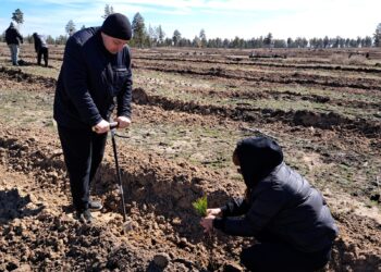 Бородулихинский район принял участие  во Всемирном дне по посадке деревьев