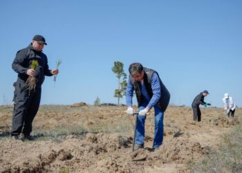 «Жасыл аймақ»: 20 мың түп ағаш отырғызылды