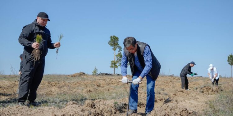 «Жасыл аймақ»: 20 мың түп ағаш отырғызылды