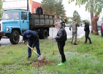 Посажено более 1000 саженцев деревьев
