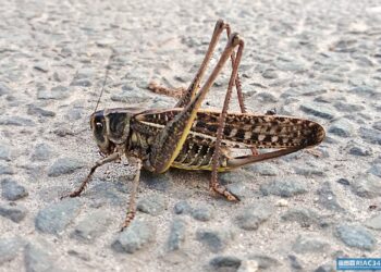 На страже урожая от нашествия саранчи