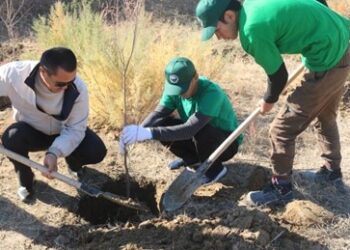 2 517 ТҮП КӨШЕТ ОТЫРҒЫЗЫЛДЫ