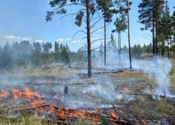 Лес под защитой:  о пожароопасной обстановке в районе