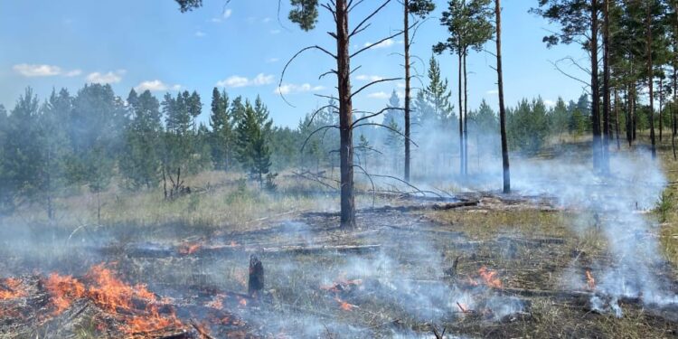 Лес под защитой: о пожароопасной обстановке в районе