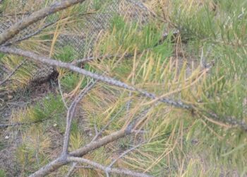 Почему желтеют  сосны