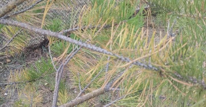 Почему желтеют сосны