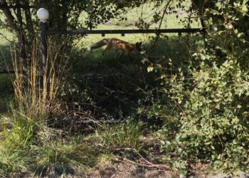 Лисы в сёлах: кто несёт ответственность и что делать жителям?