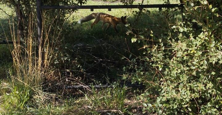 Лисы в сёлах: кто несёт ответственность и что делать жителям?